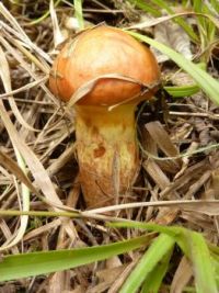 mushrooms_Suillus grevillei