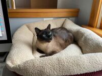 Truffle in his new bed