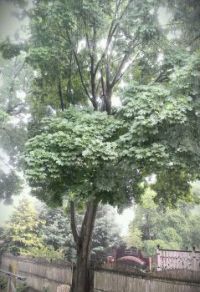 our tree 2