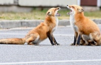 Two Foxes,  3-18-23