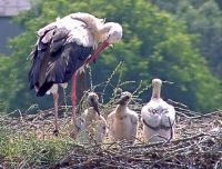 Stork with his children