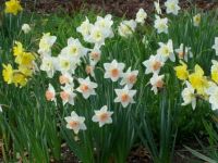 Spring daffodils in my garden