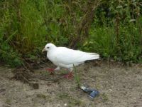 A white pigeon, not afraid of me at all