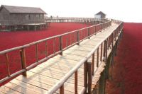 Red Beach in Panjin China