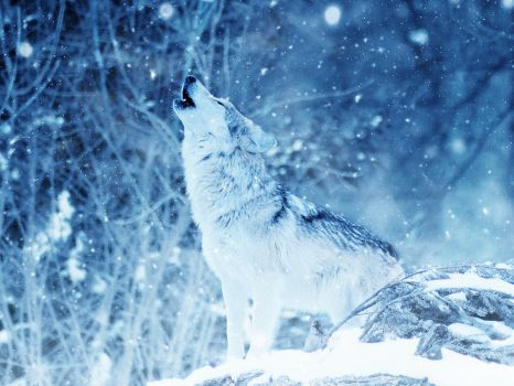 wolf in snow --challenge