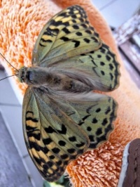 argynnis pandora