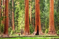 Sequoia-National-Park