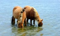 Are They Grazing on Seaweed???