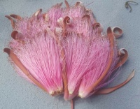 Pseudobombax ellipticum blossoms
