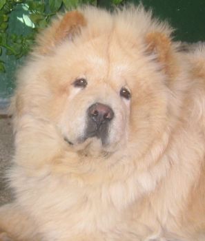 Ivan the ChowChow
