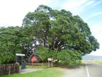 Largest Pohutukawa tree