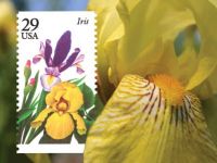 US Commemorative Stamps - Iris