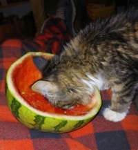 Stold some mellon as well.