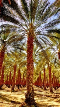 PALM ORCHARD