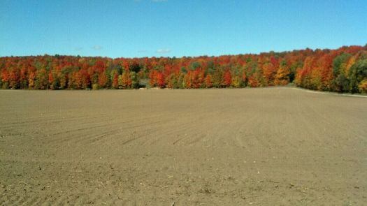 Tilled Field in Full Color Near Gaylord, Michigan