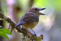 Fasciated Antshrike, Fem, Pipeline Road, Panama
