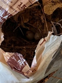 Eggs in nest