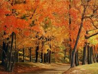 Fall-foliage-in-Indiana-park-autumn-in-Indiana