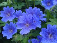 blue flowers