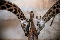 Nubian giraffe with adults caring at Prague zoo by Martin Divisek