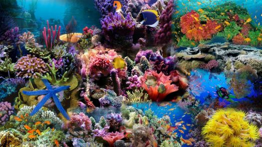 reef1