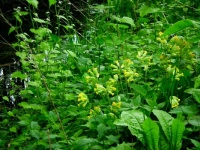 Cowslips