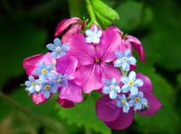PURPLE AND BLUE FLOWERS...
