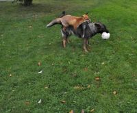 The Fox and the Hound 12