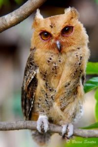 PHILIPPINE SCOPS OWL...
