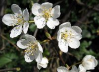 Blackthorn Blossoms (Mar17P49)