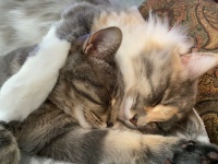 Bibo & Bibi snuggling