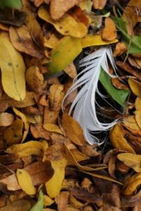 Fall