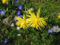 Spring in Victoria Park