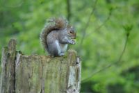 Cutie on the Llangollen canal