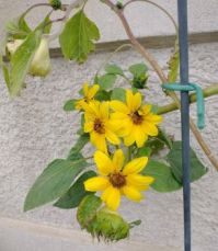 Sunflowers, June 2021
