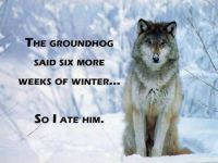 wolf ate groundhog