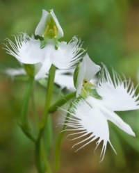 White egret orchid