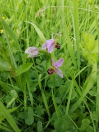 Bee Orchid (1)