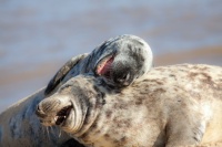 Grey seals