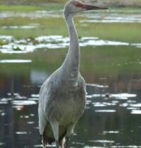 Sandhill Crane Juvenile