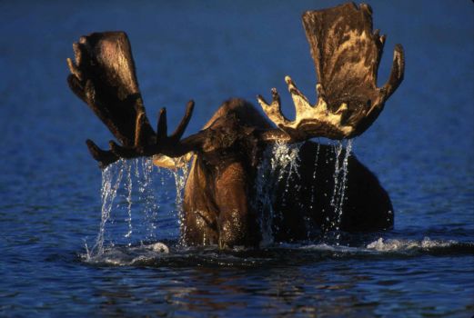 Solve moose jigsaw puzzle online with 96 pieces