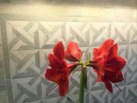 Amaryllis
