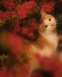 Renaissance Cat among the Flowers