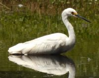 Egret wading (waiting?)