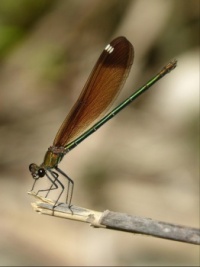 Damselfly 🤎
