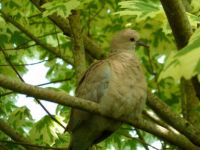 young collared dove