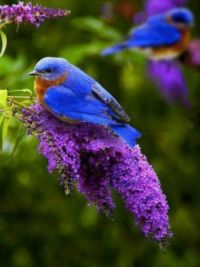 Eastern Bluebirds on purple