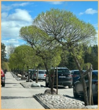 Sweden trip 2025