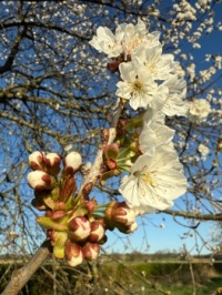 Apple tree flowers