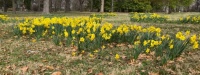 A Swath of Daffodils, Tower Grove Park, St. Louis, MO (larger)